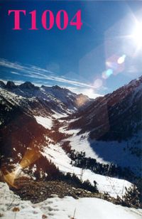 T1004
