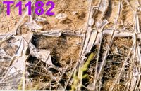 T1182