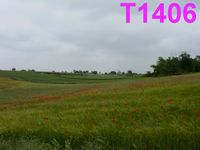 T1406