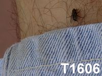T1606