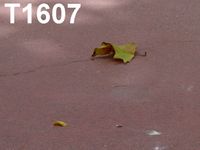 T1607