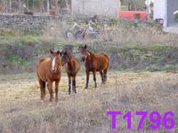 T1796