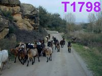 T1798